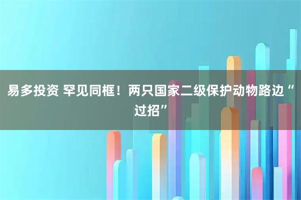 易多投资 罕见同框！两只国家二级保护动物路边“过招”